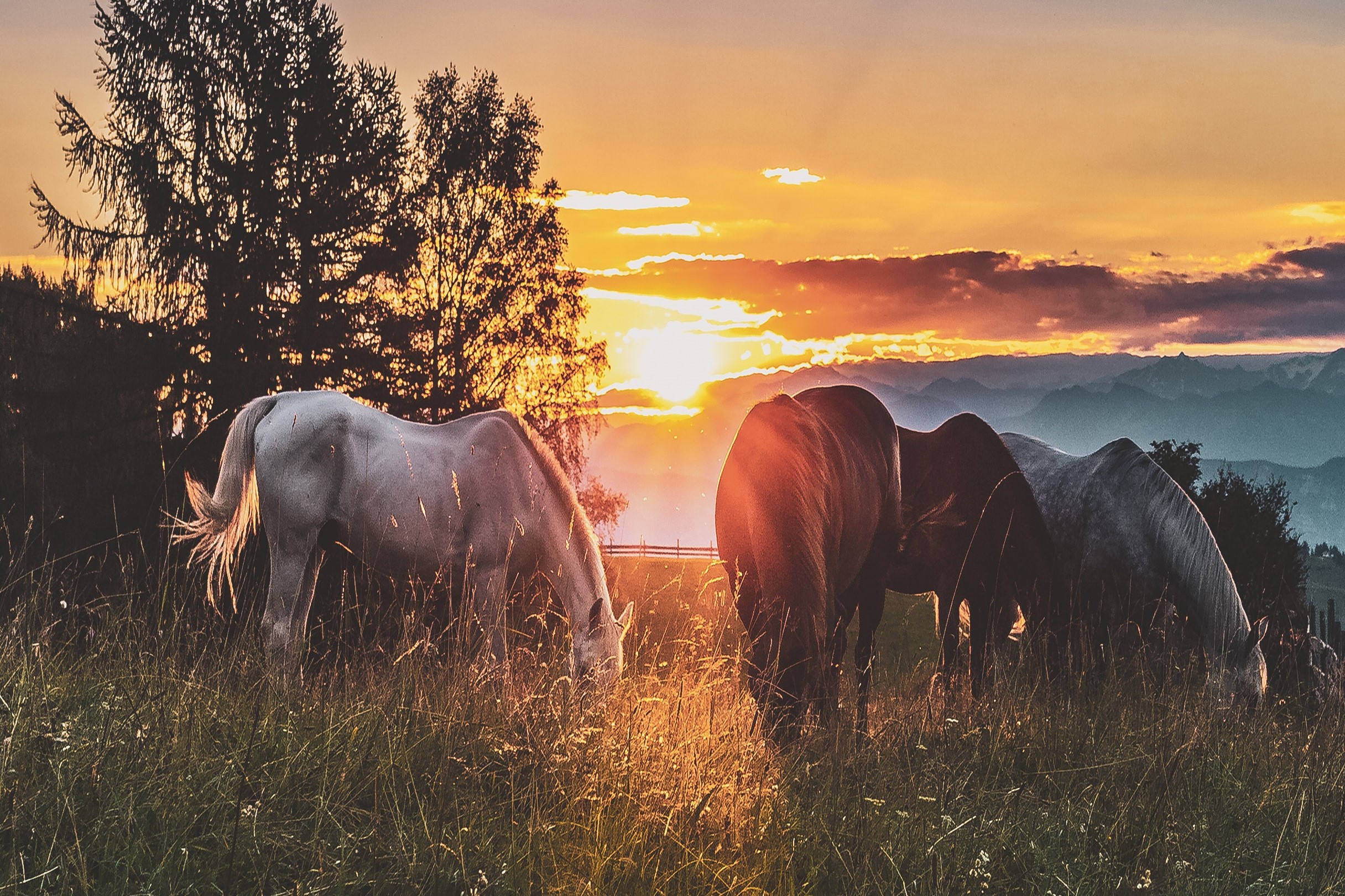 Hästar som betar på ett fält i solnedgång.